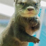 ottersaresmart