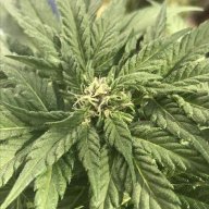 serene.og