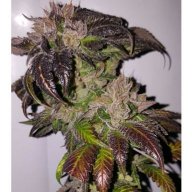 thekushhouse