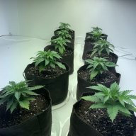 Themattstergrower
