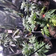 MotherlodeBigBud