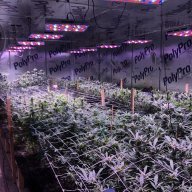 OKBudGrower
