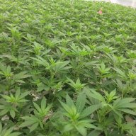 geldergreen