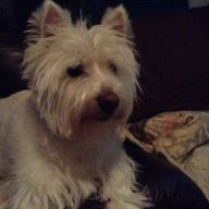 Bruiser