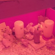 Hippiechicken