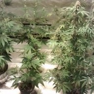 Potberry_Dopeboy