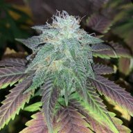 Growtonics