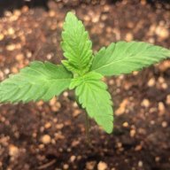 M420