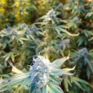 HugeNugsRDWC.420