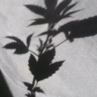 High_Flyer