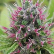OK_LA_GENETICS