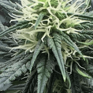 GrowingWithTheFlow