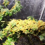 Mangosherbert