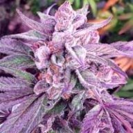 BobR420