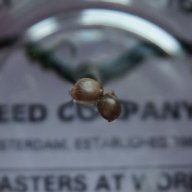 BudsLover