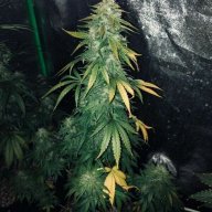RJWcannabislover
