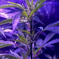 420rx_leaftreats