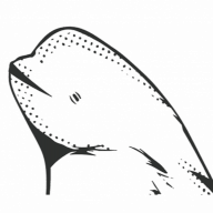 beluga