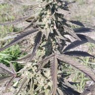 Skettie420