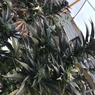 Saltiseaweed805