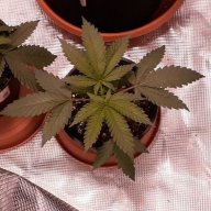 GROWLIFE23
