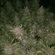 fb420