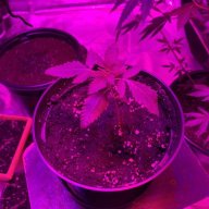 89Budz