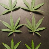 Gotnobud