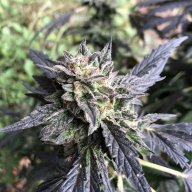Dukeofchron420