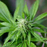 Reefer_Bill