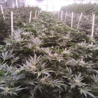 Planttrees