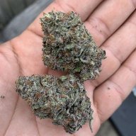 Indo_growin561
