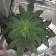 1plantman