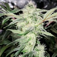 Bigbudskyle