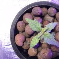 bluntblazer66
