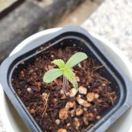Greenhousegrower