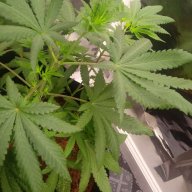 2020grow