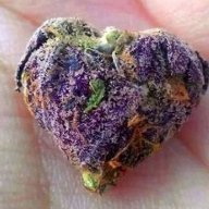 cannaquestions4you