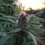 budpicker