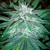 Toker01