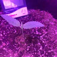 weedmbw
