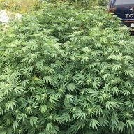 Mudbud420