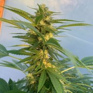 Greenersideoflife