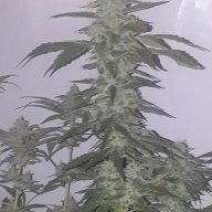 Fibromyoucha