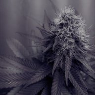 cgab3