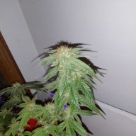 IndoorIndicas