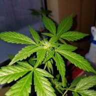1stimegrower420