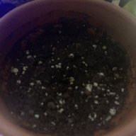 Johnnybegrowin