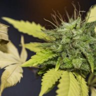 grow_autofolower