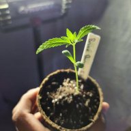 KingGrower420